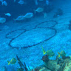 Meet your Posher, Ariel